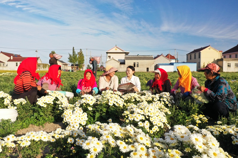 圖1:11月15日,“營蜂”理論宣講員李榮瑤走進菊花海,用通俗易懂的語言為花農們講解黨的二十大精神,菊花田里傳出陣陣爽朗的笑聲。